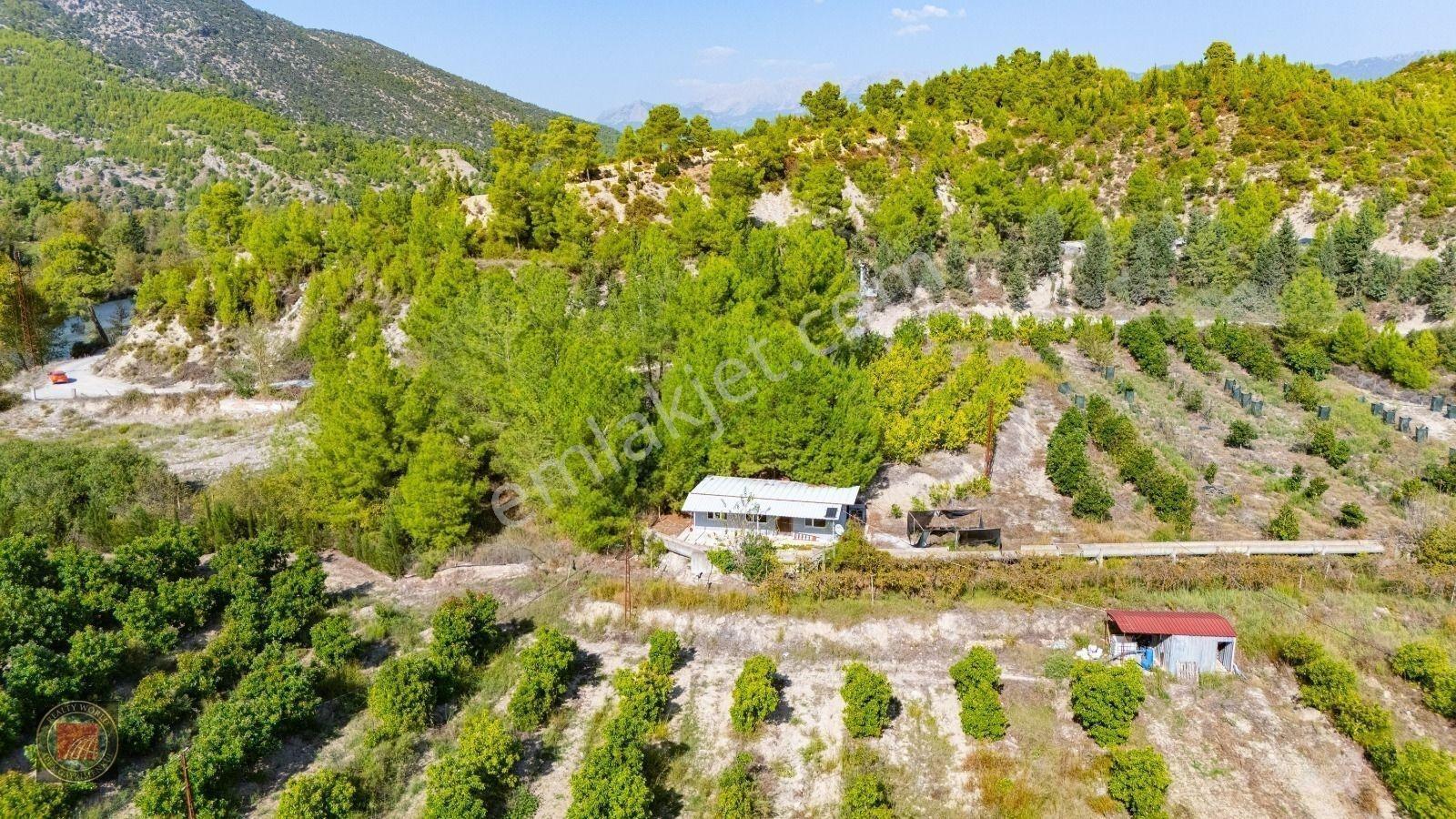 Sağırinde, Köprüçaya Cephe 38 Dönüm Satılık Avokado Bahçesi — fotoğraf 21