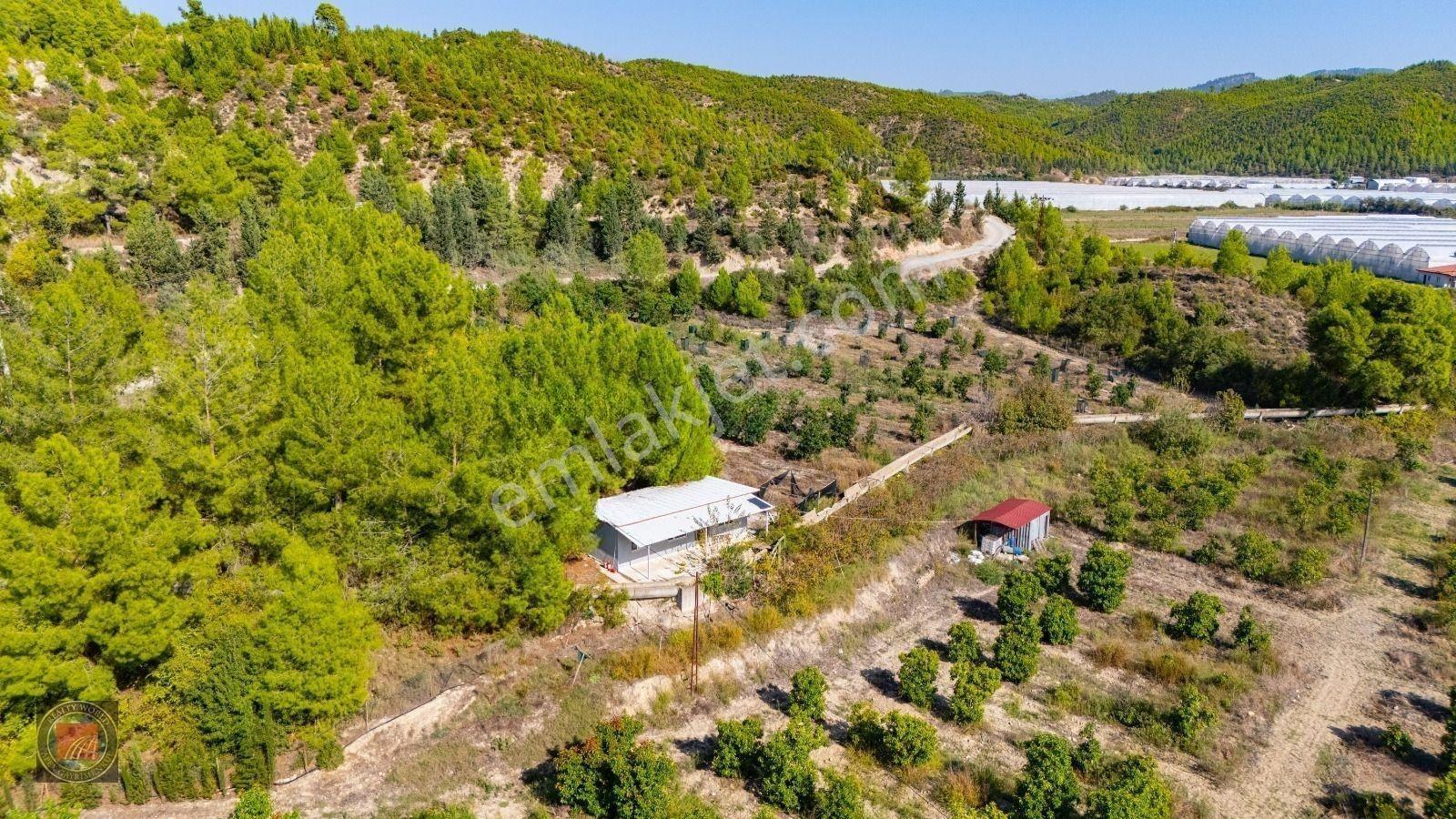 Sağırinde, Köprüçaya Cephe 38 Dönüm Satılık Avokado Bahçesi — fotoğraf 22