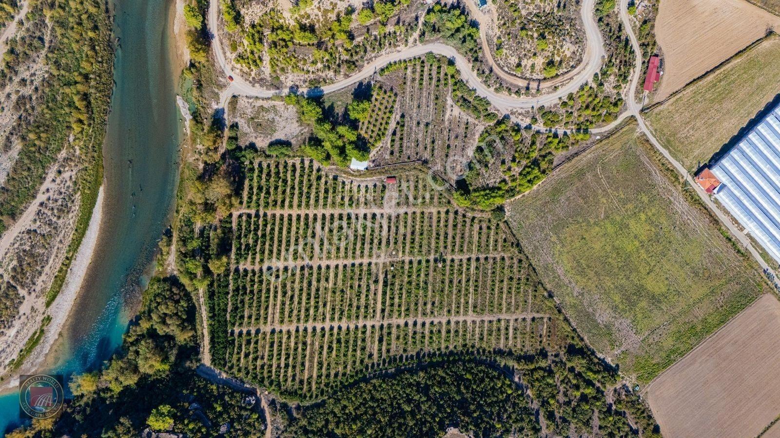 Sağırinde, Köprüçaya Cephe 38 Dönüm Satılık Avokado Bahçesi — fotoğraf 23