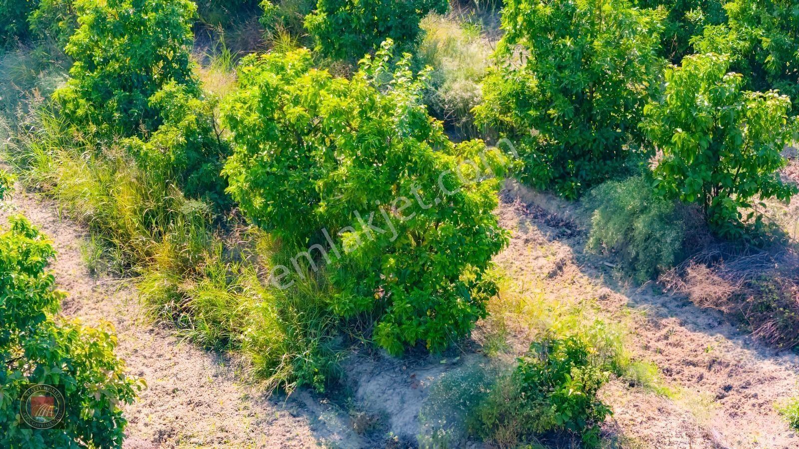 Sağırinde, Köprüçaya Cephe 38 Dönüm Satılık Avokado Bahçesi — fotoğraf 26