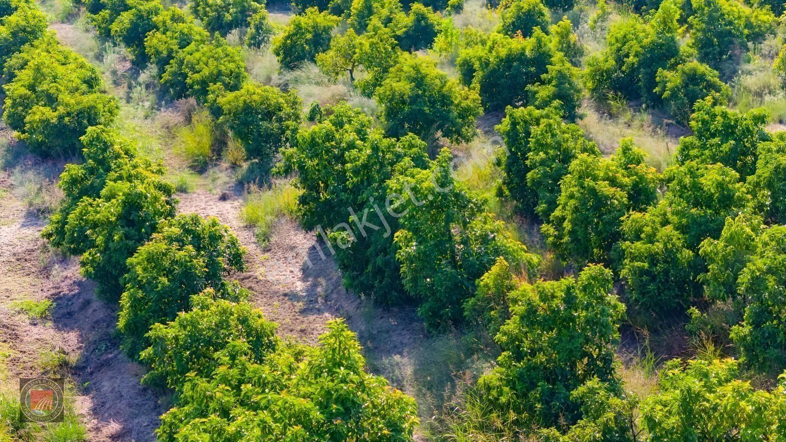 Sağırinde, Köprüçaya Cephe 38 Dönüm Satılık Avokado Bahçesi — fotoğraf 27
