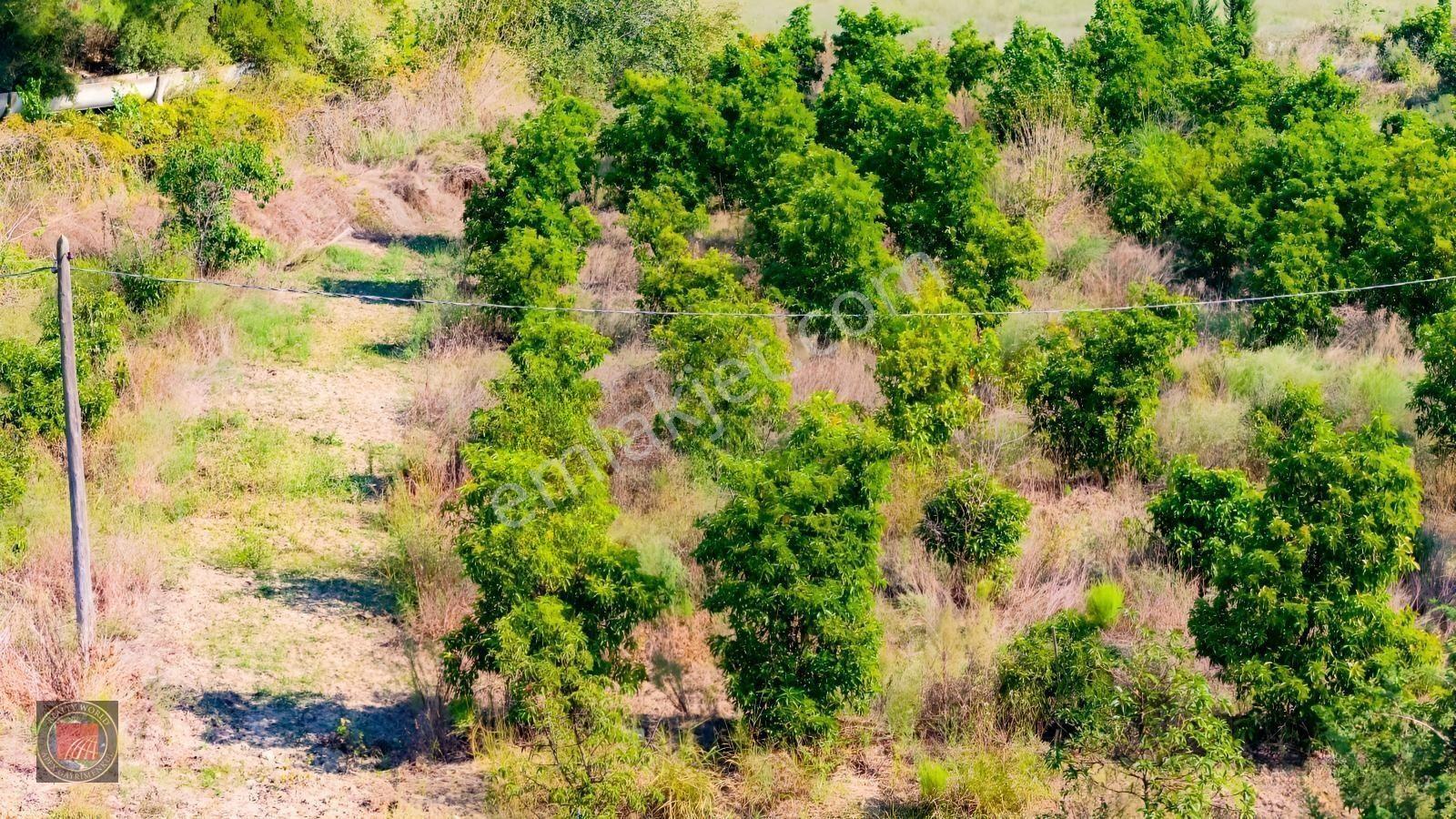Sağırinde, Köprüçaya Cephe 38 Dönüm Satılık Avokado Bahçesi — fotoğraf 28