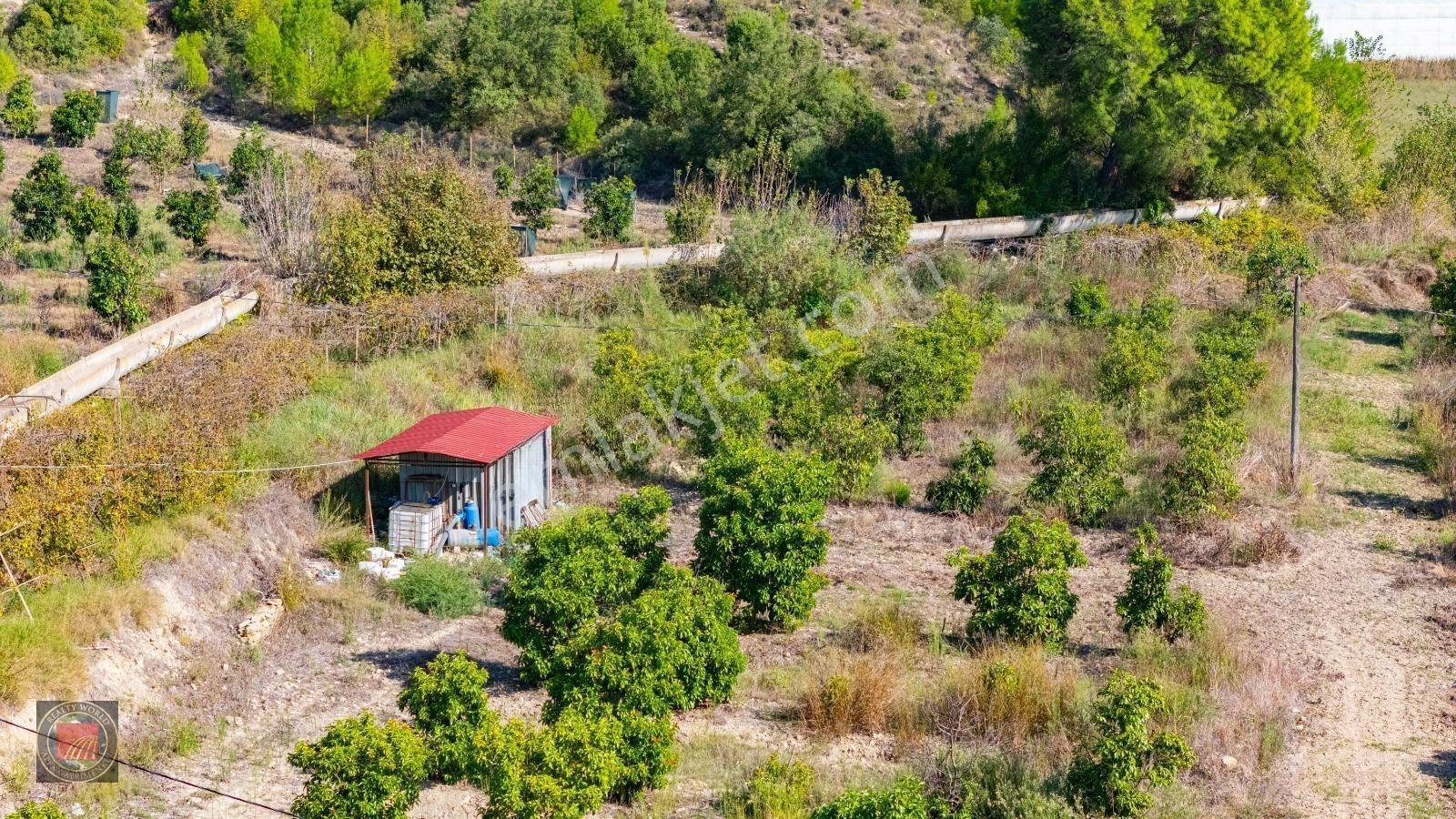 Sağırinde, Köprüçaya Cephe 38 Dönüm Satılık Avokado Bahçesi — fotoğraf 30