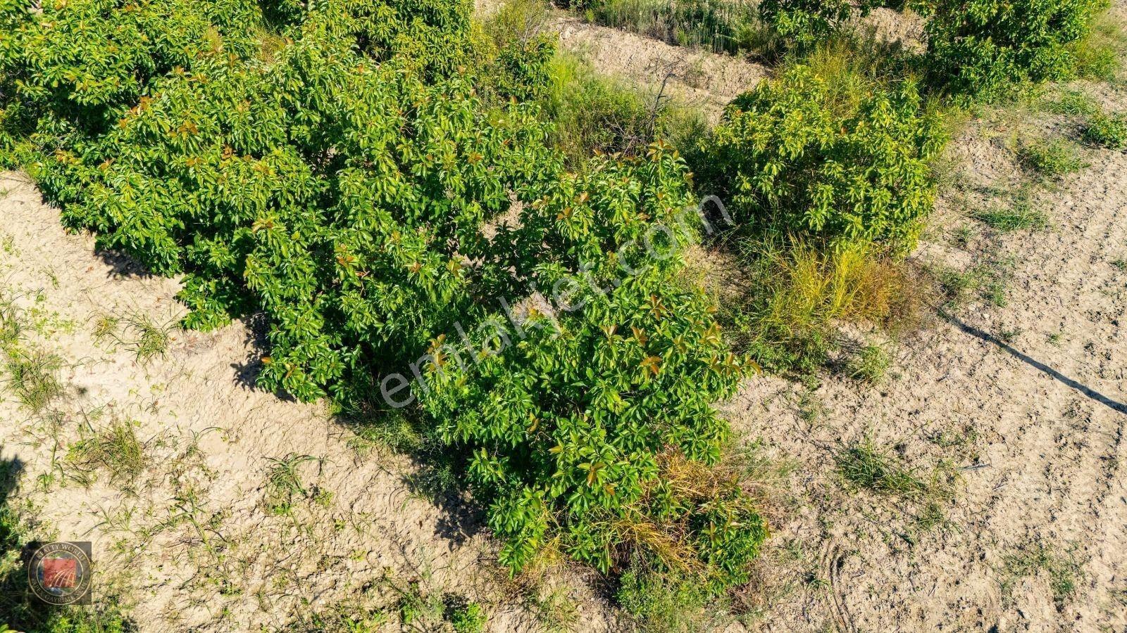 Sağırinde, Köprüçaya Cephe 38 Dönüm Satılık Avokado Bahçesi — fotoğraf 31