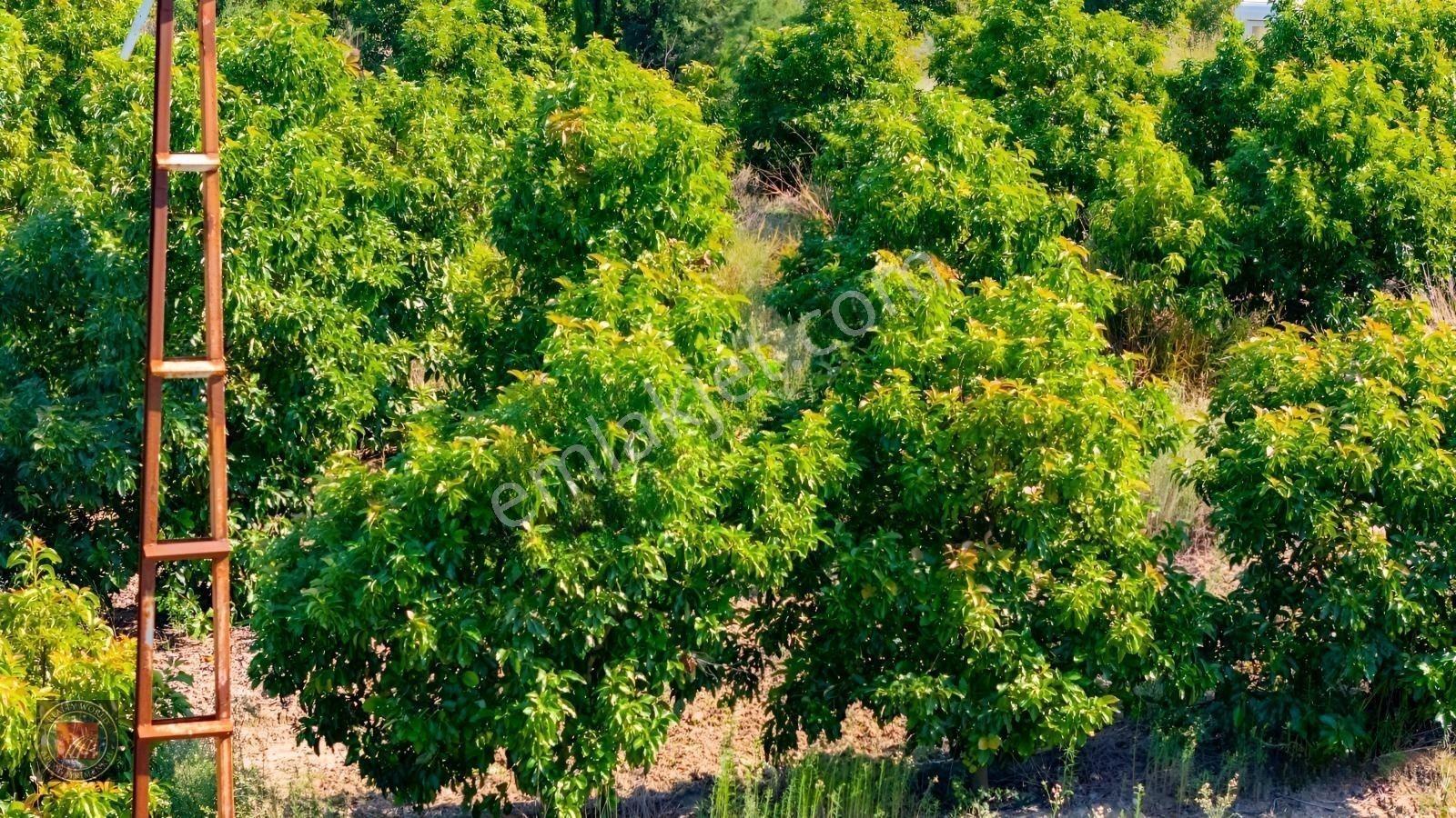 Sağırinde, Köprüçaya Cephe 38 Dönüm Satılık Avokado Bahçesi — fotoğraf 32