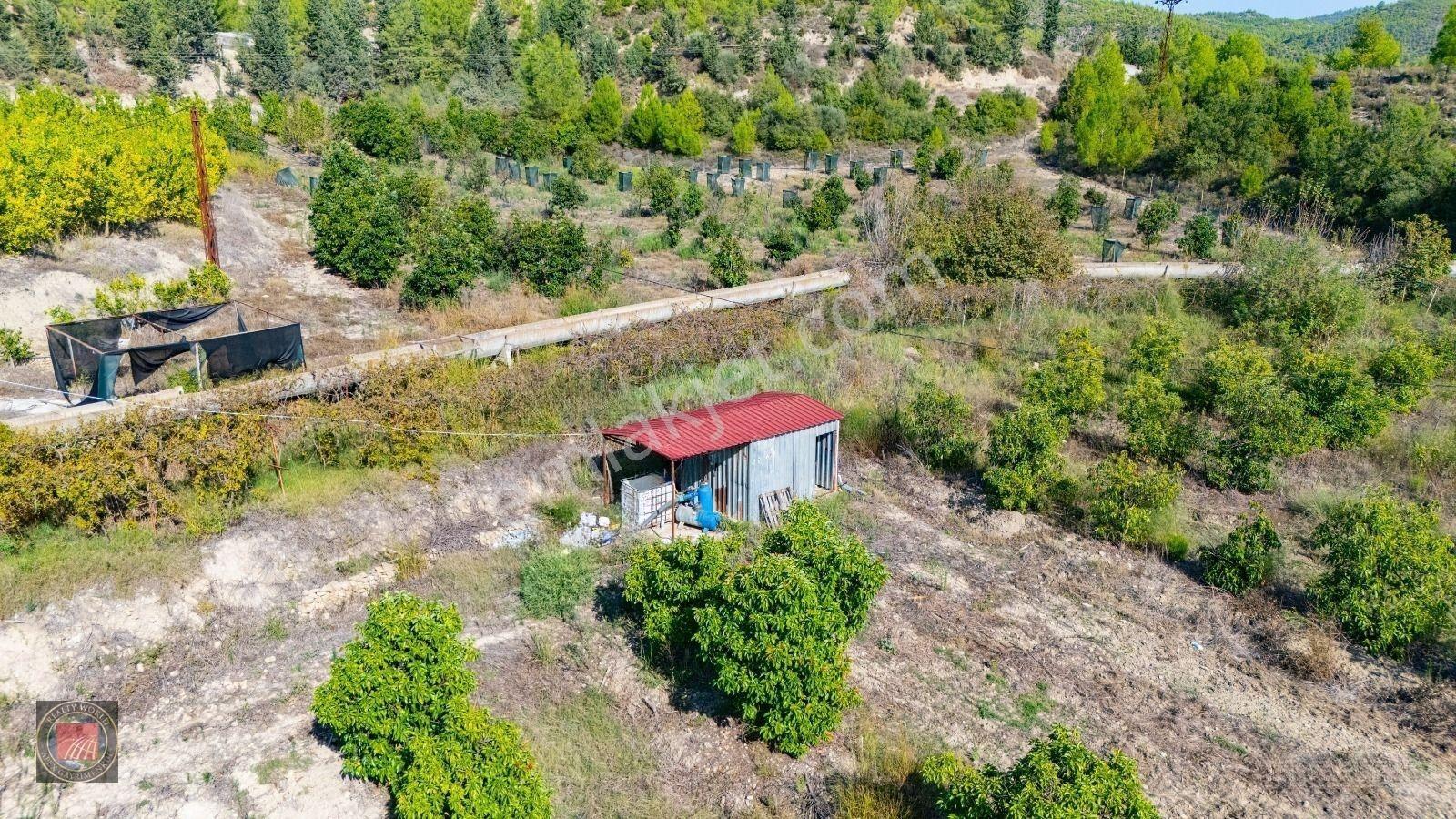Sağırinde, Köprüçaya Cephe 38 Dönüm Satılık Avokado Bahçesi — fotoğraf 34