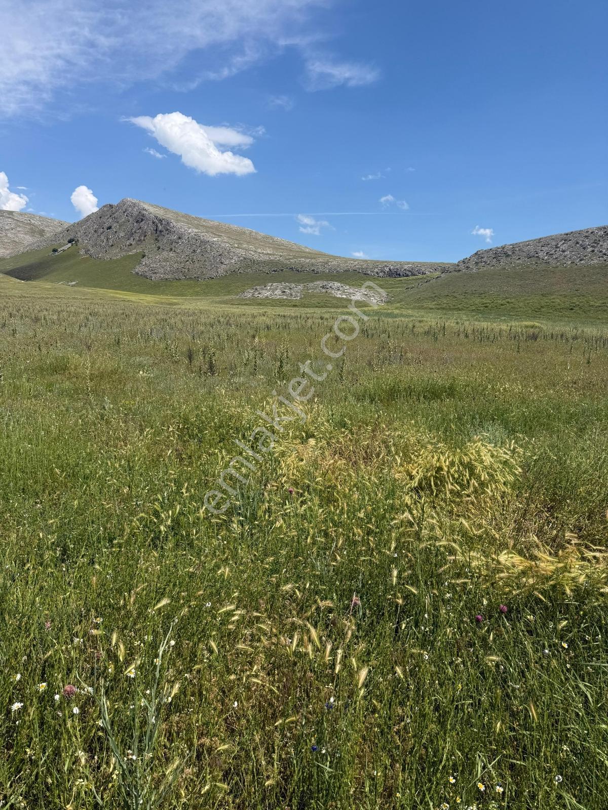 Acil...sultandağı-yeşilçiftlik Bölgesi 22.670m² Ekilebilir Arazi — fotoğraf 7