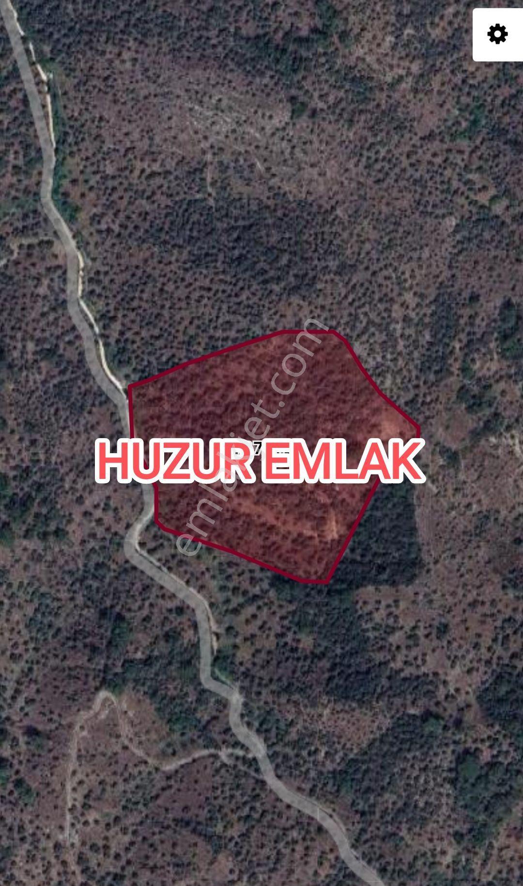 Milas Eğridere'De Satılık 24.645 M² Geniş Zeytinlik