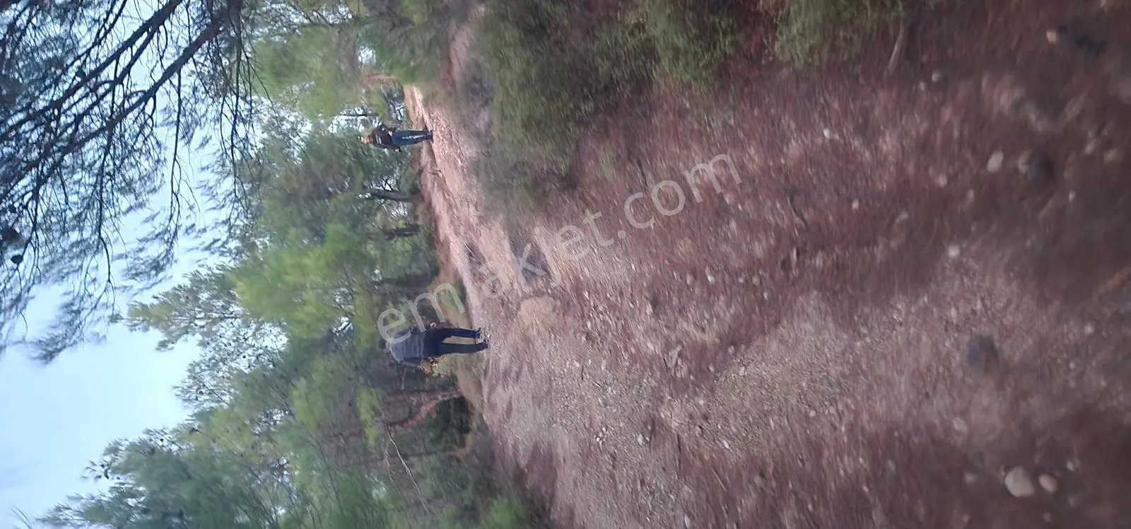 Havran Fazlıca'da Harika Konumda 10.255 M2 Satılık Zeytinlik — fotoğraf 4