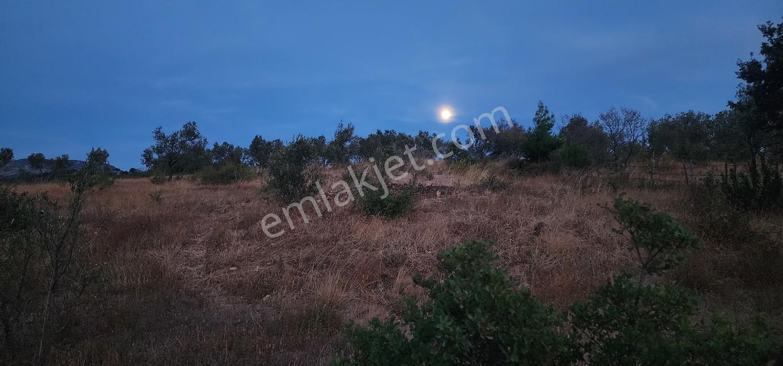 Havran Fazlıca'da Harika Konumda 10.255 M2 Satılık Zeytinlik — fotoğraf 5