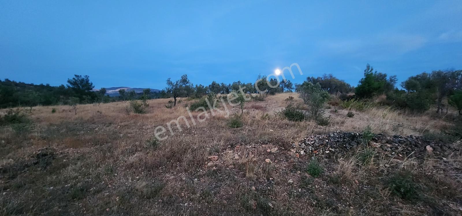 Havran Fazlıca'da Harika Konumda 10.255 M2 Satılık Zeytinlik — fotoğraf 6