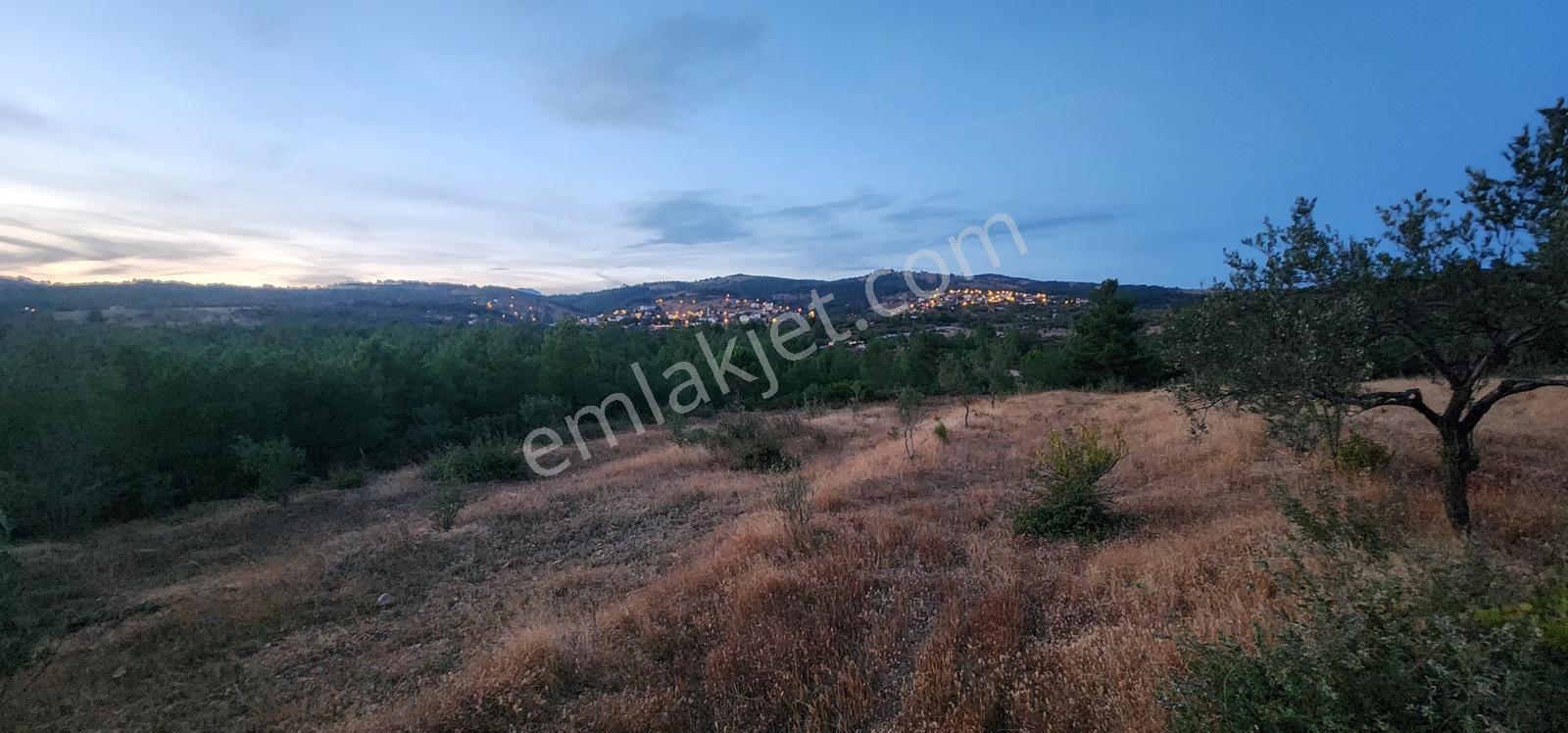 Havran Fazlıca'da Harika Konumda 10.255 M2 Satılık Zeytinlik — fotoğraf 8
