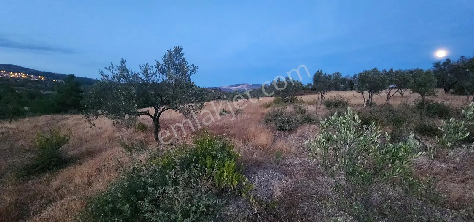 Havran Fazlıca'da Harika Konumda 10.255 M2 Satılık Zeytinlik — fotoğraf 9