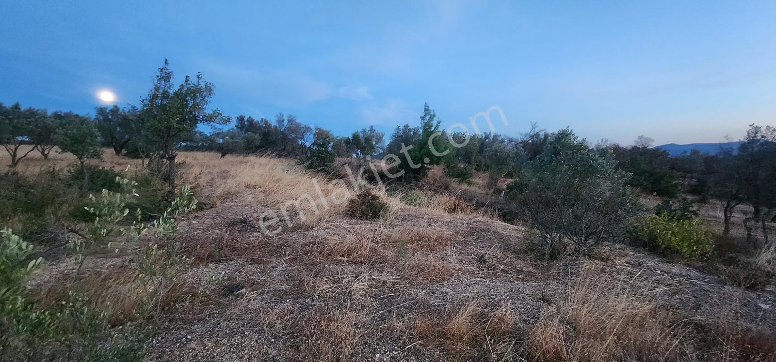Havran Fazlıca'da Harika Konumda 10.255 M2 Satılık Zeytinlik — fotoğraf 10