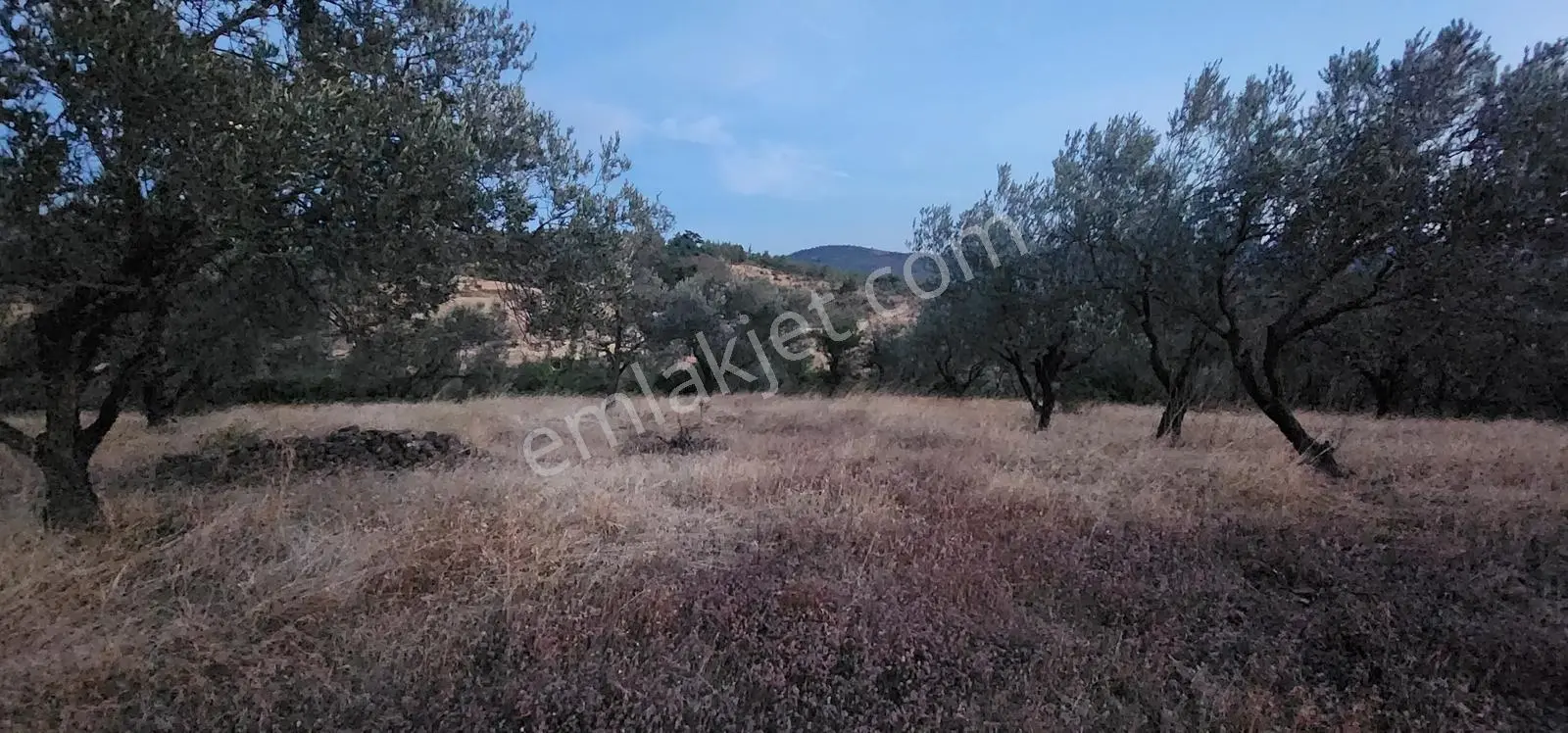Havran Fazlıca'da Harika Konumda 10.255 M2 Satılık Zeytinlik — fotoğraf 12