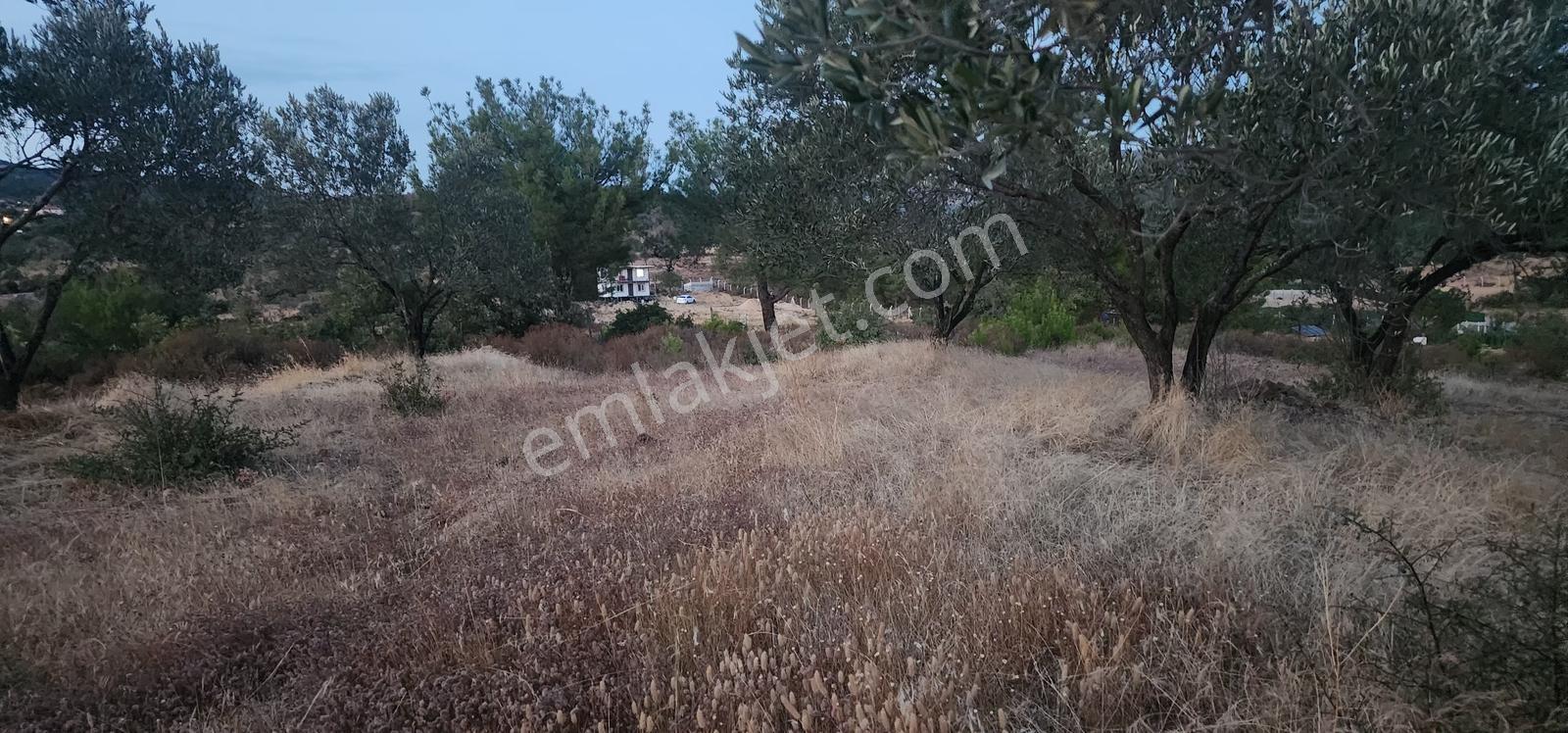 Havran Fazlıca'da Harika Konumda 10.255 M2 Satılık Zeytinlik — fotoğraf 14
