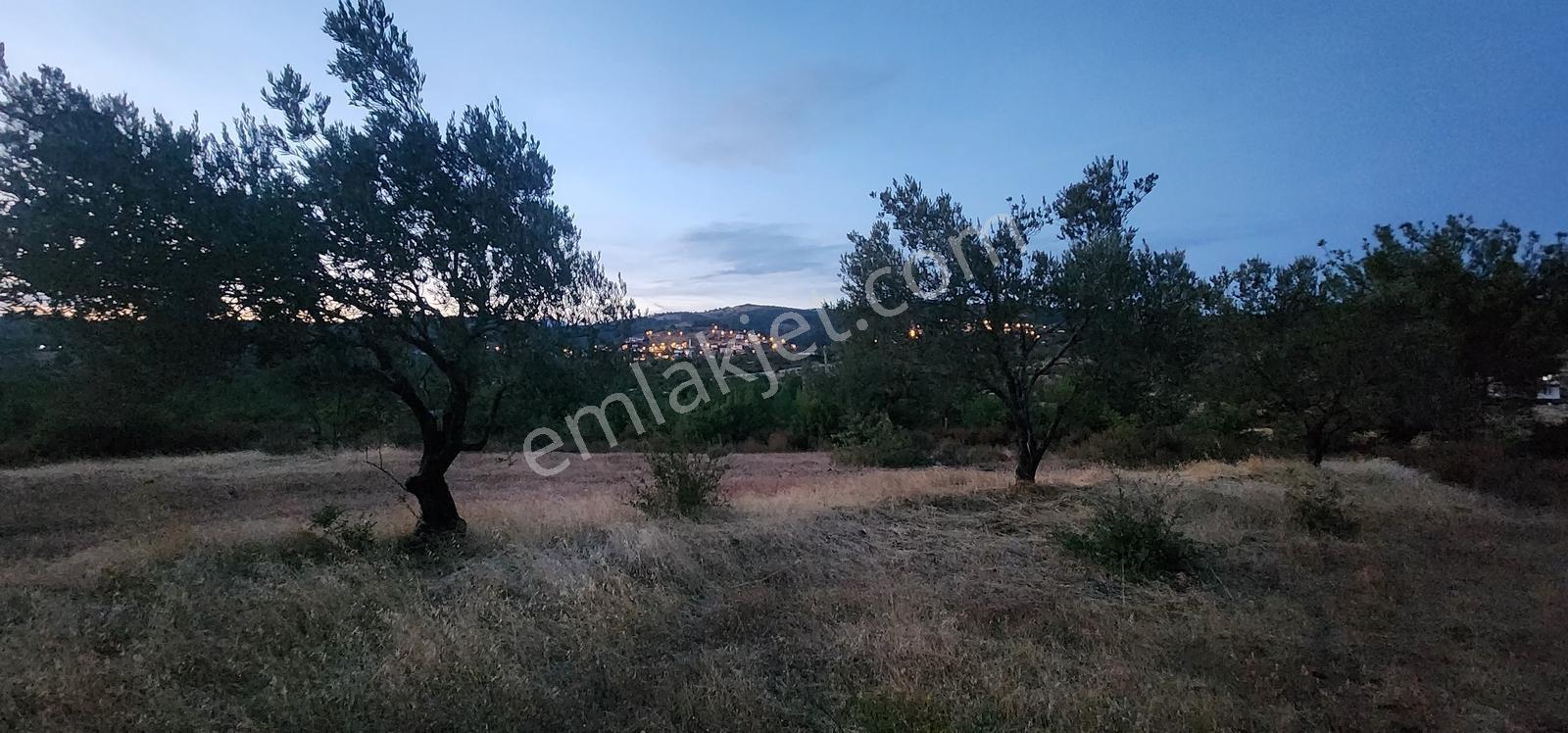 Havran Fazlıca'da Harika Konumda 10.255 M2 Satılık Zeytinlik — fotoğraf 15