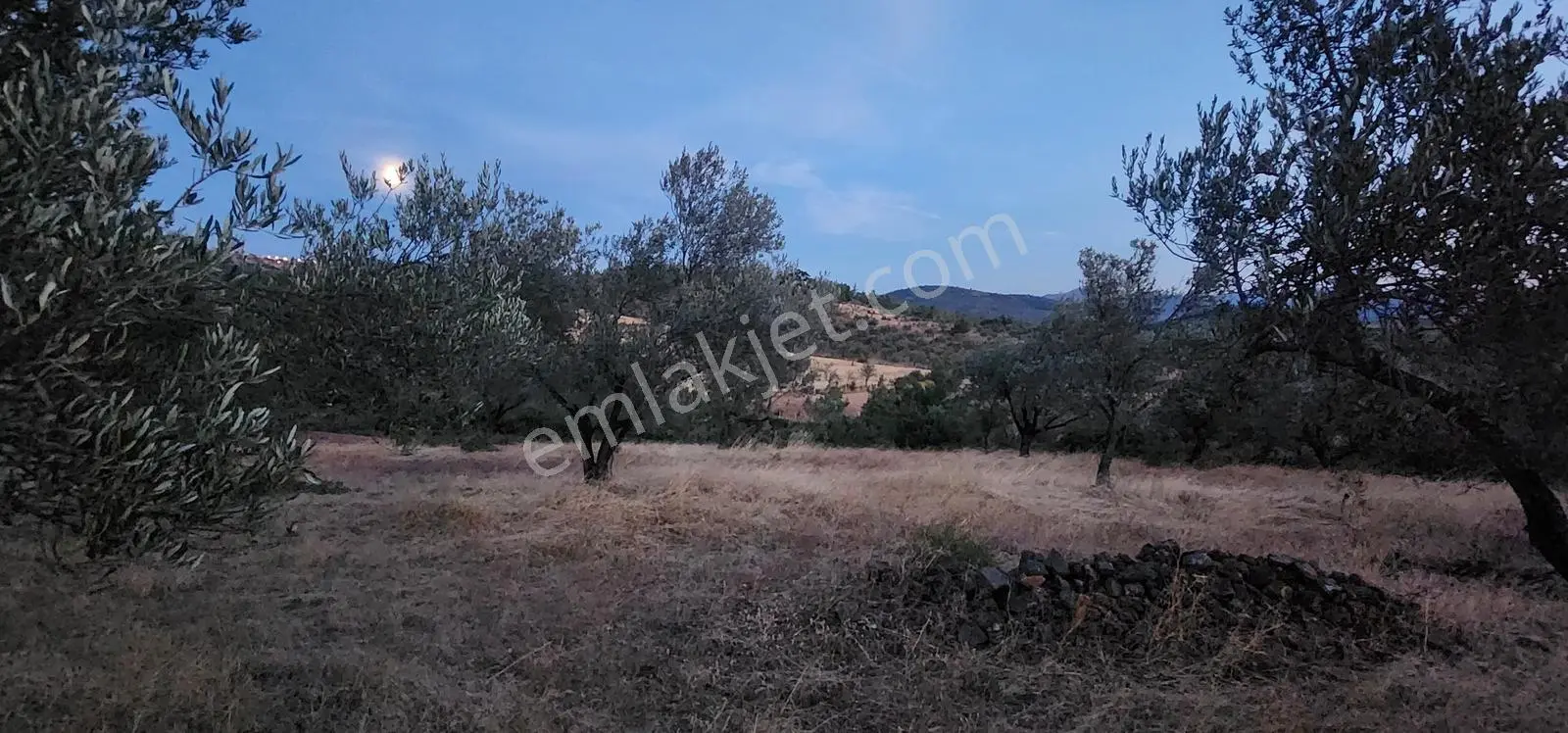 Havran Fazlıca'da Harika Konumda 10.255 M2 Satılık Zeytinlik — fotoğraf 16