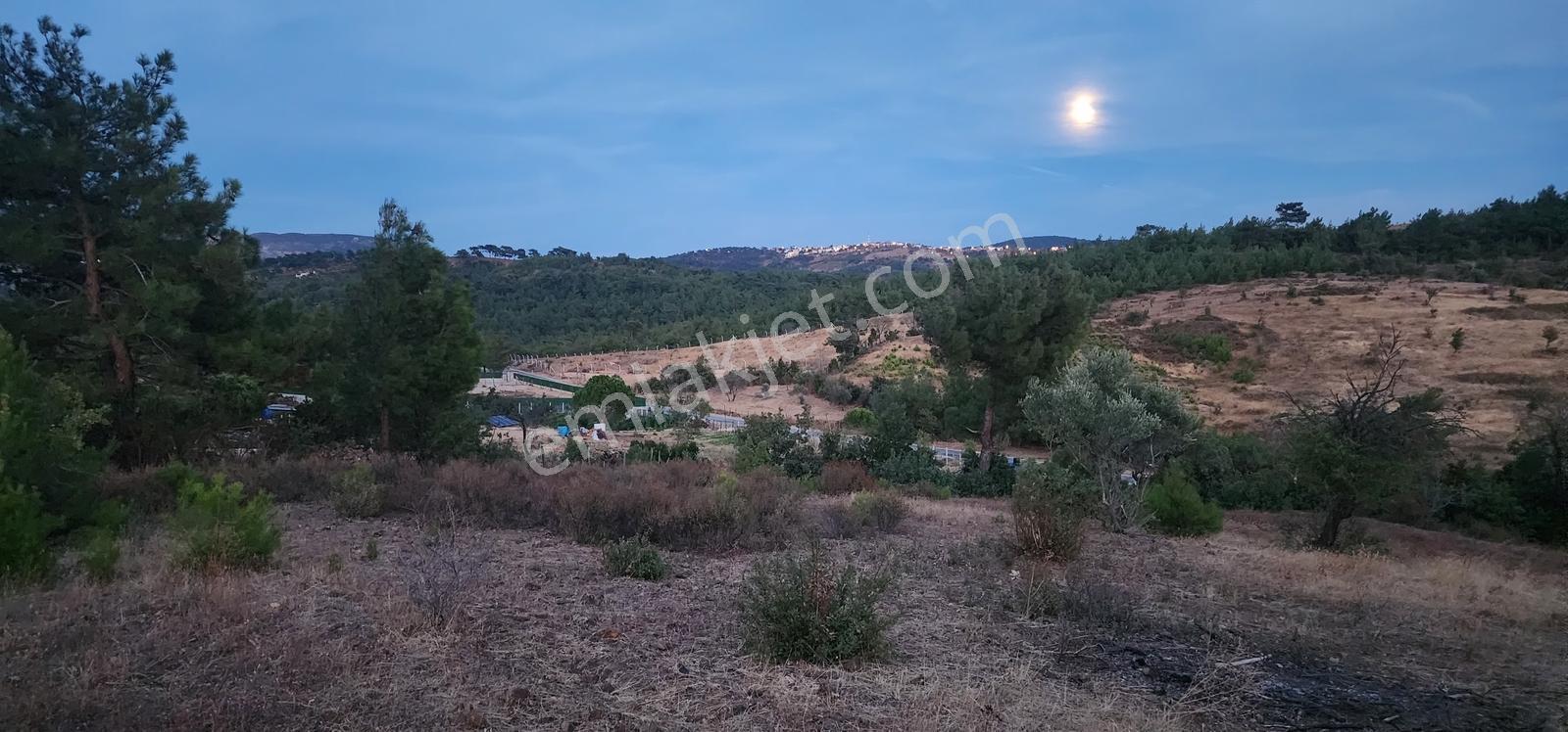 Havran Fazlıca'da Harika Konumda 10.255 M2 Satılık Zeytinlik — fotoğraf 17