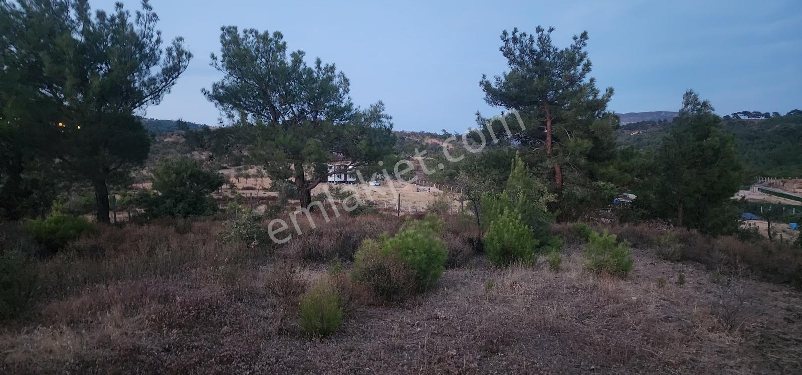 Havran Fazlıca'da Harika Konumda 10.255 M2 Satılık Zeytinlik — fotoğraf 18