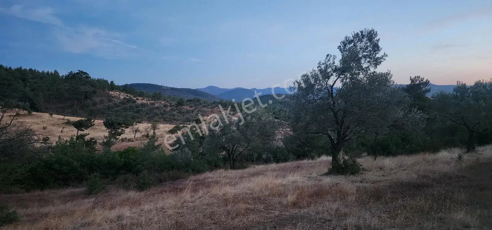Havran Fazlıca'da Harika Konumda 10.255 M2 Satılık Zeytinlik — fotoğraf 19