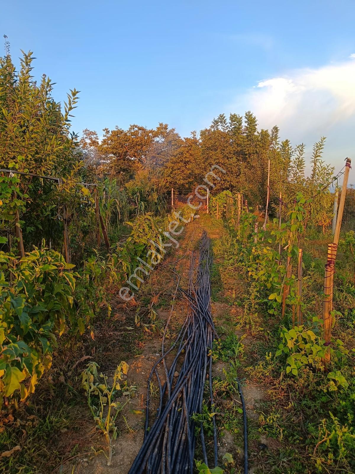 Oruçlu Köyü'nde 900 M² Müstakil Tapulu, Çift Yol Cepheli Bağ — fotoğraf 18