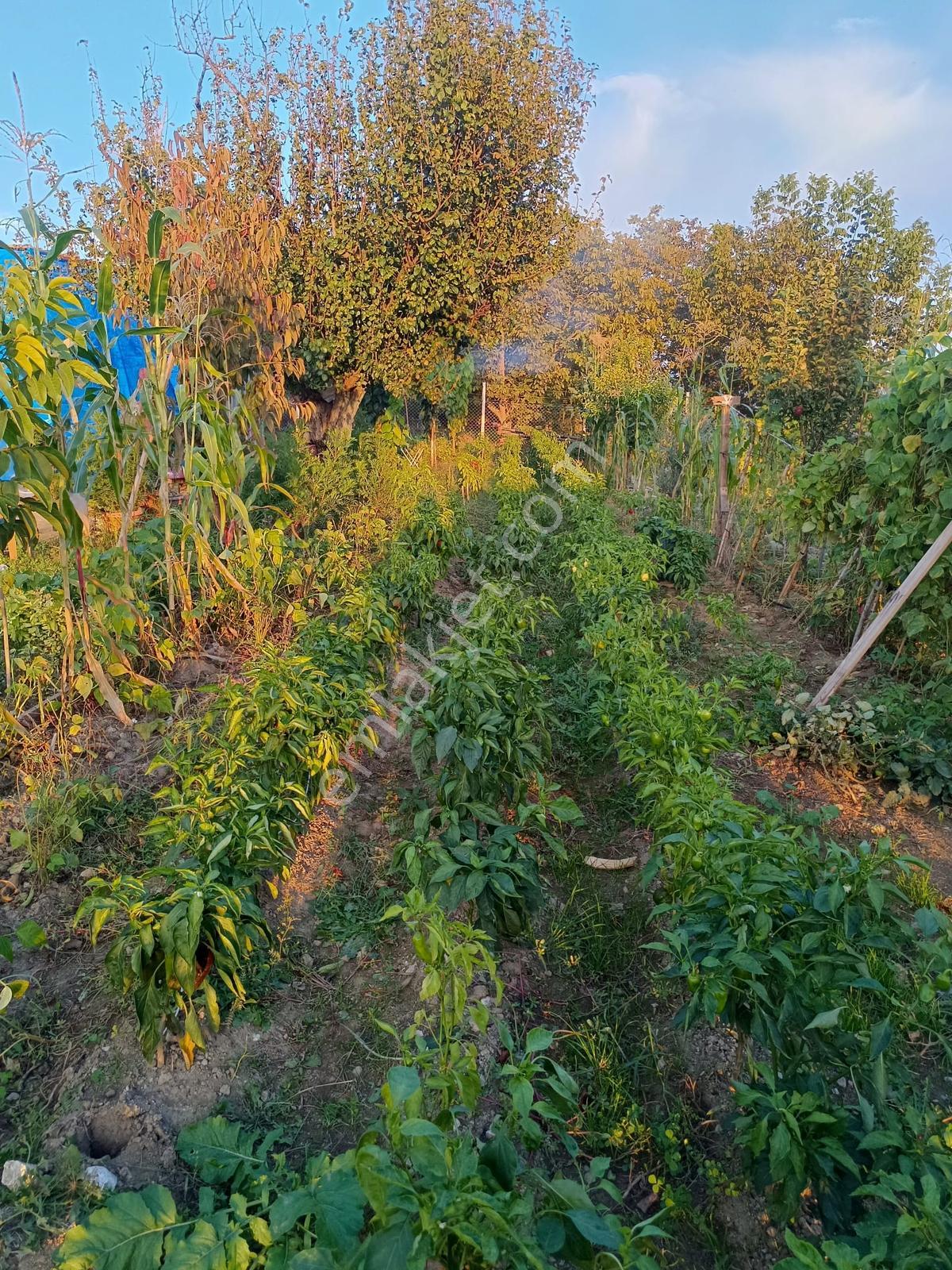 Oruçlu Köyü'nde 900 M² Müstakil Tapulu, Çift Yol Cepheli Bağ — fotoğraf 22