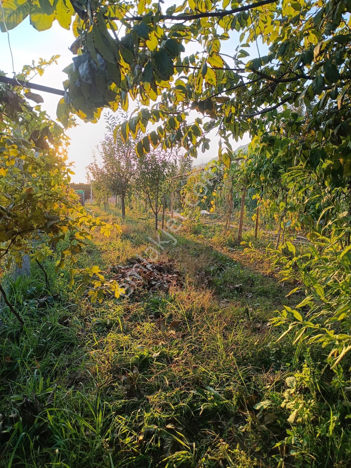 Oruçlu Köyü'nde 900 M² Müstakil Tapulu, Çift Yol Cepheli Bağ — fotoğraf 24