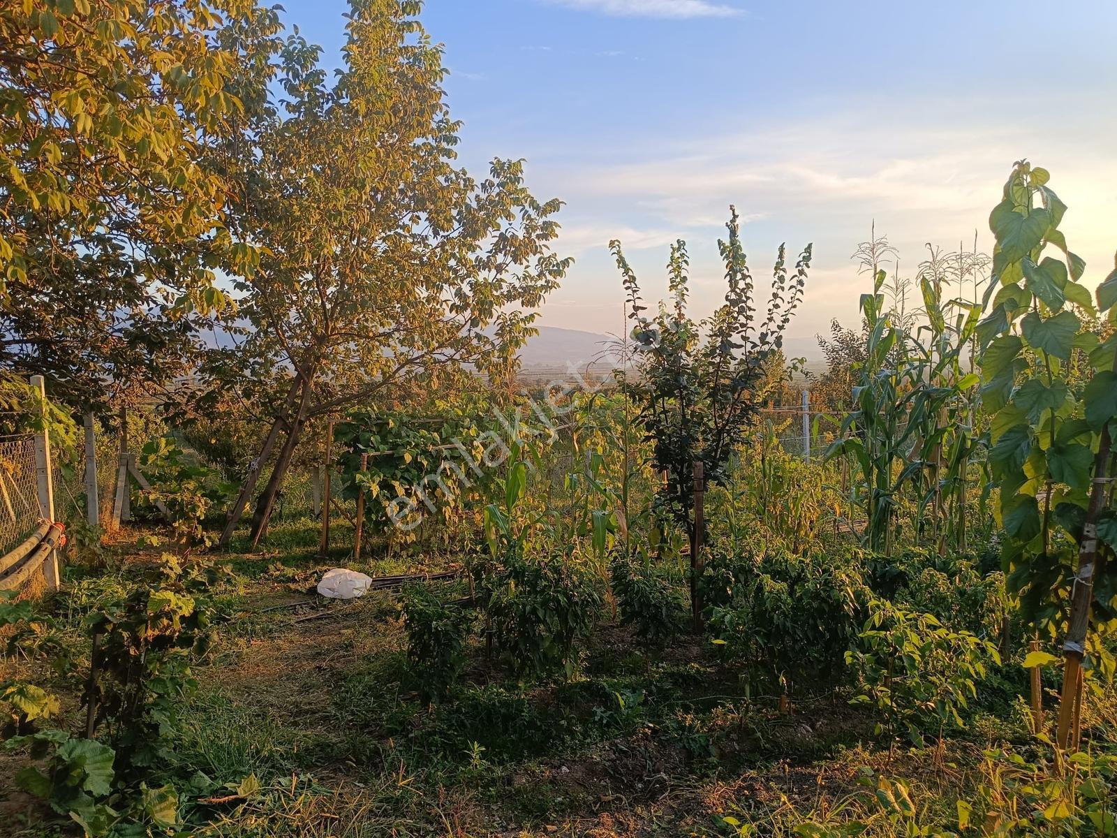 Oruçlu Köyü'nde 900 M² Müstakil Tapulu, Çift Yol Cepheli Bağ — fotoğraf 25