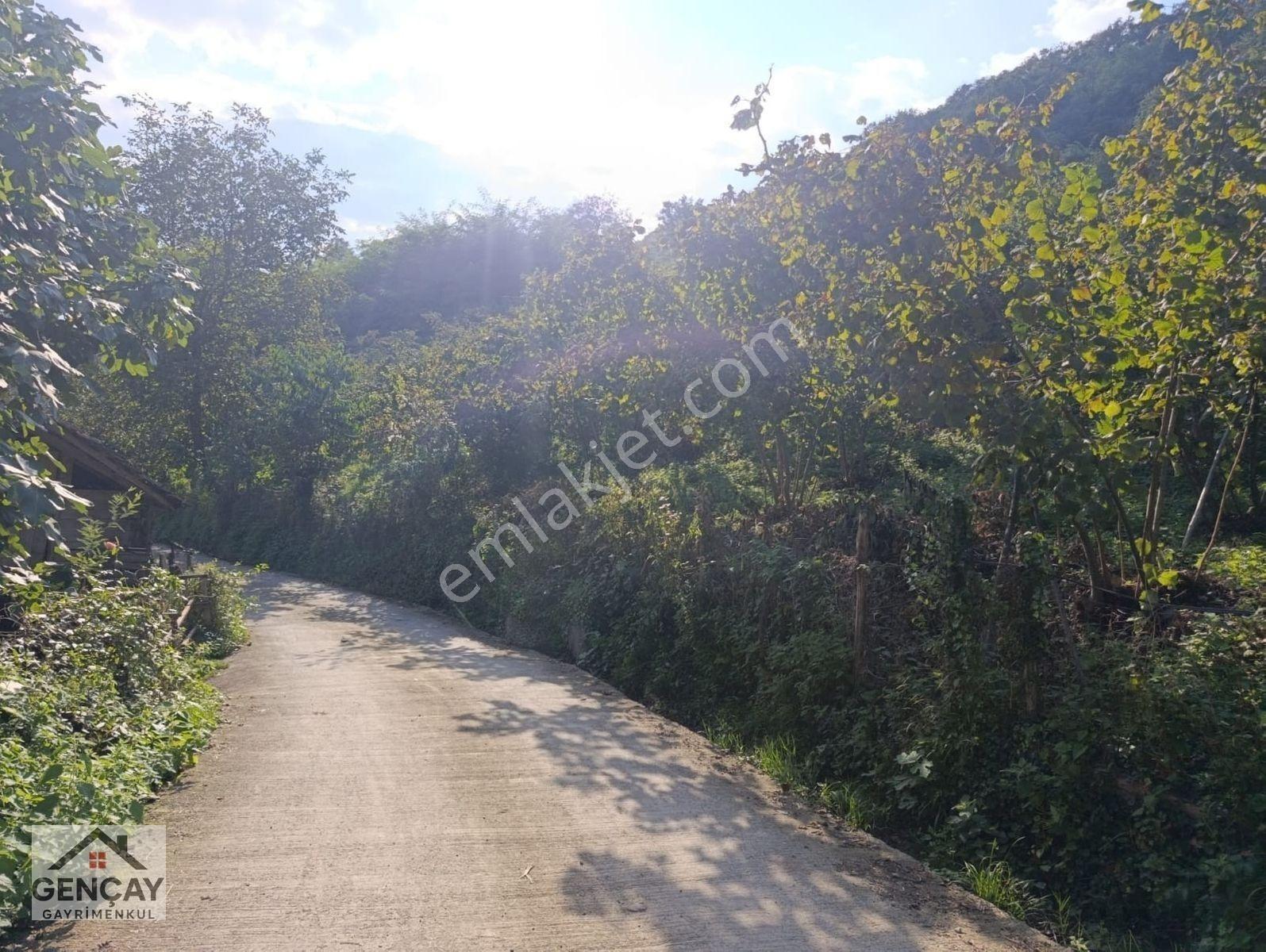 🌿 Gençay Emlak’tan Fatsa Meşebükü Mahallesi’nde Satılık 4600m² Arazi! — fotoğraf 2