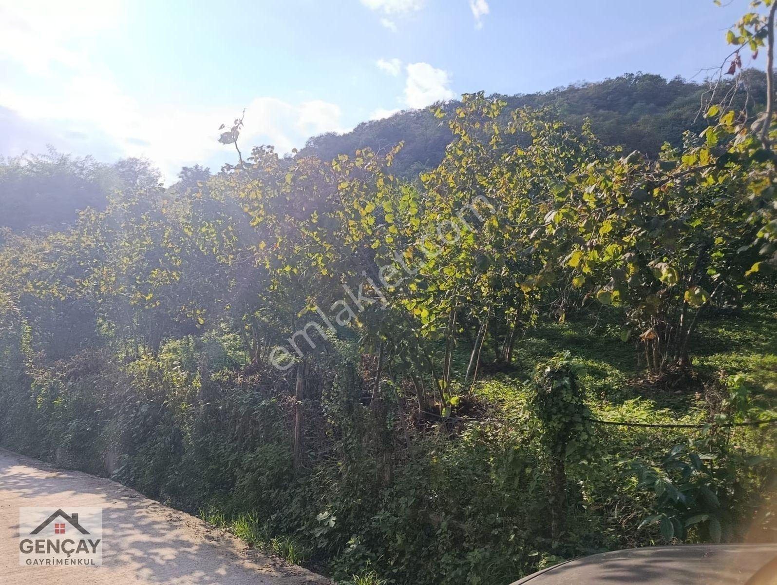 🌿 Gençay Emlak’tan Fatsa Meşebükü Mahallesi’nde Satılık 4600m² Arazi! — fotoğraf 4