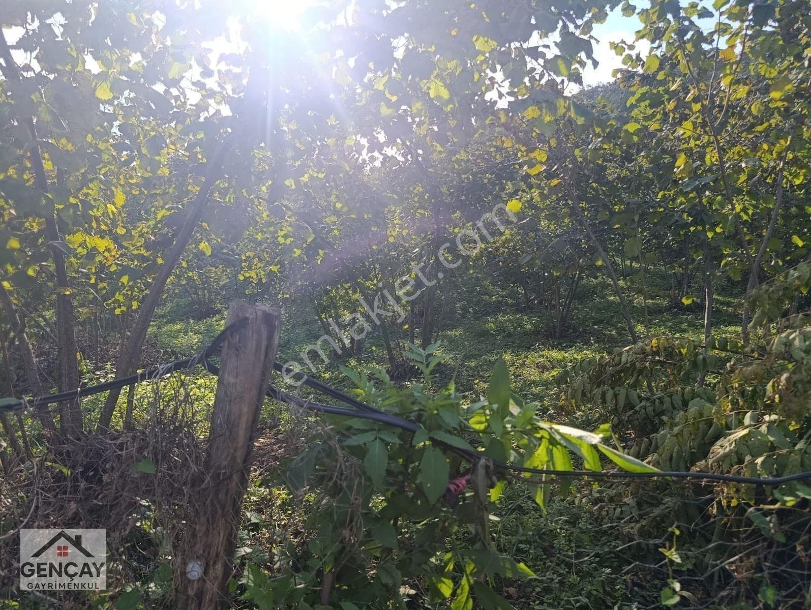 🌿 Gençay Emlak’tan Fatsa Meşebükü Mahallesi’nde Satılık 4600m² Arazi! — fotoğraf 5