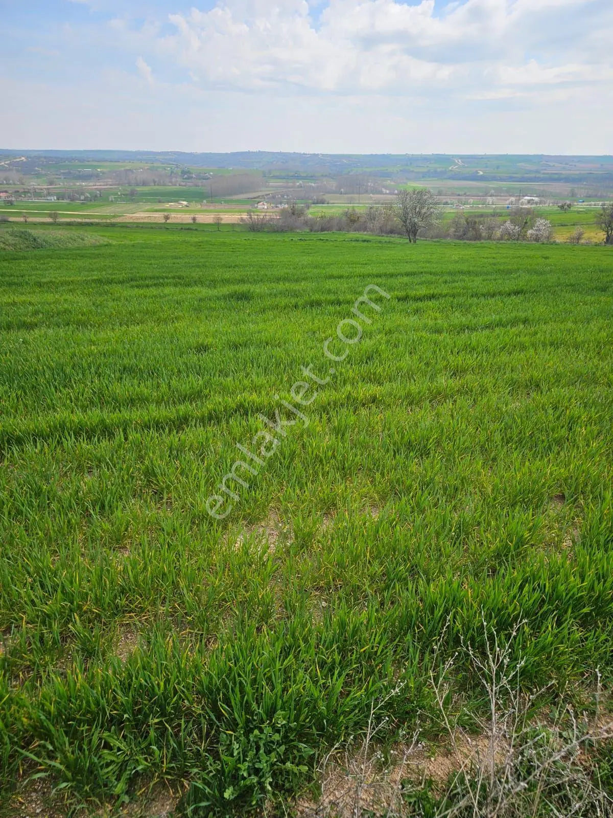 Kırklareli Koyunbaba'da Doğa Manzaralı 1200 M² Satılık Tarla — fotoğraf 3