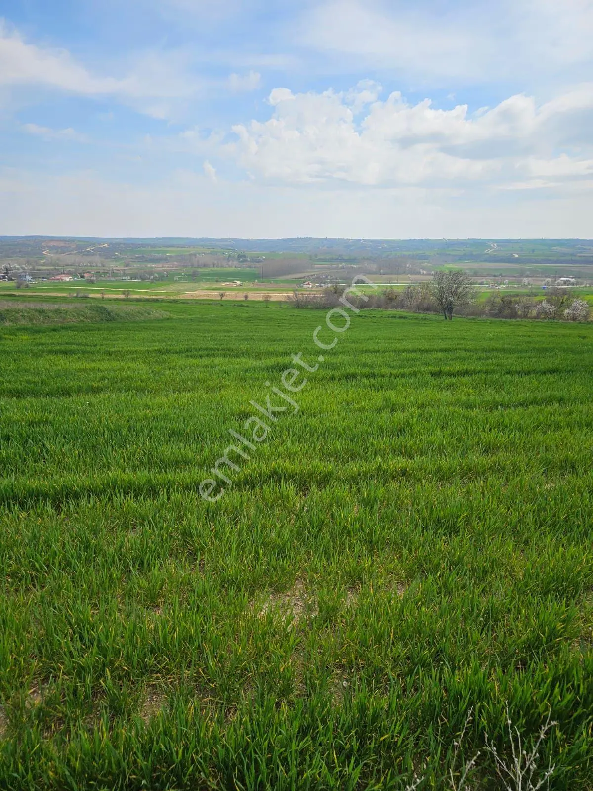 Kırklareli Koyunbaba'da Doğa Manzaralı 1200 M² Satılık Tarla — fotoğraf 4