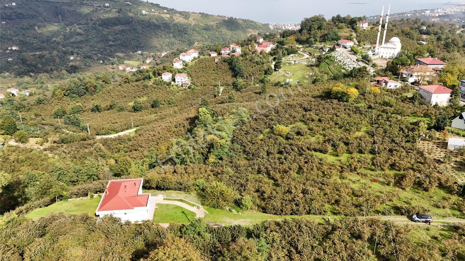 Ordu Perşembe Beylide Deniz Manzaralı 1.500 M² Satılık Arazi