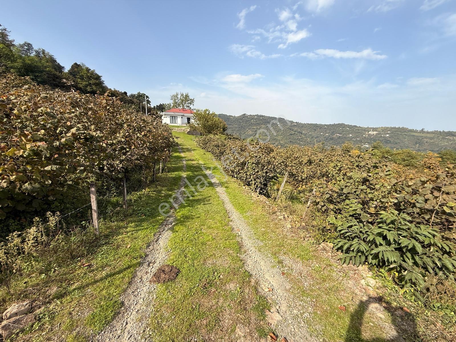 Ordu Perşembe Beylide Deniz Manzaralı 1.500 M² Satılık Arazi — fotoğraf 8