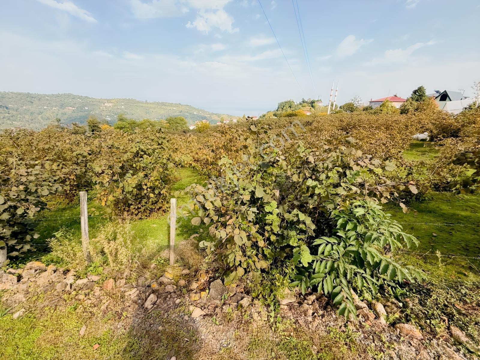Ordu Perşembe Beylide Deniz Manzaralı 1.500 M² Satılık Arazi — fotoğraf 9