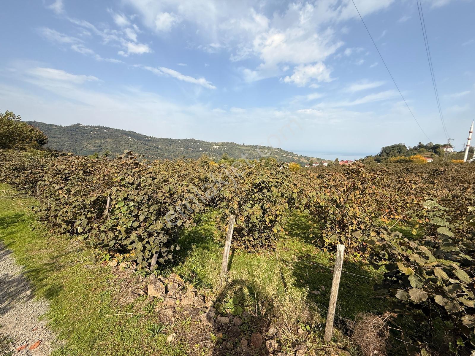 Ordu Perşembe Beylide Deniz Manzaralı 1.500 M² Satılık Arazi — fotoğraf 10