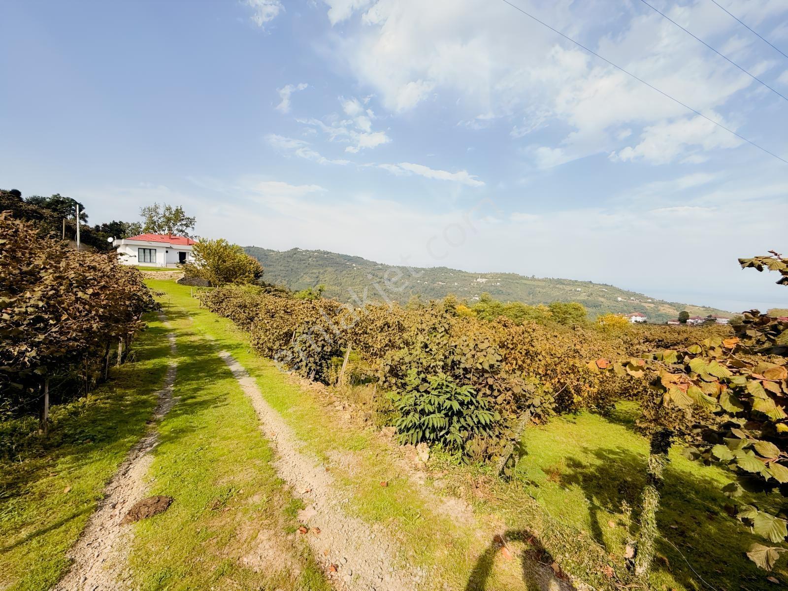 Ordu Perşembe Beylide Deniz Manzaralı 1.500 M² Satılık Arazi — fotoğraf 12