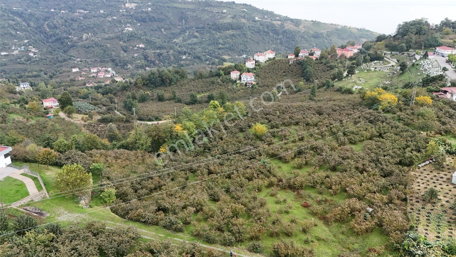 Ordu Perşembe Beylide Deniz Manzaralı 1.500 M² Satılık Arazi — fotoğraf 14