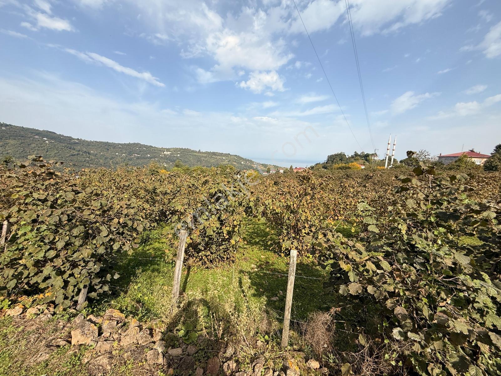 Ordu Perşembe Beylide Deniz Manzaralı 1.500 M² Satılık Arazi — fotoğraf 32