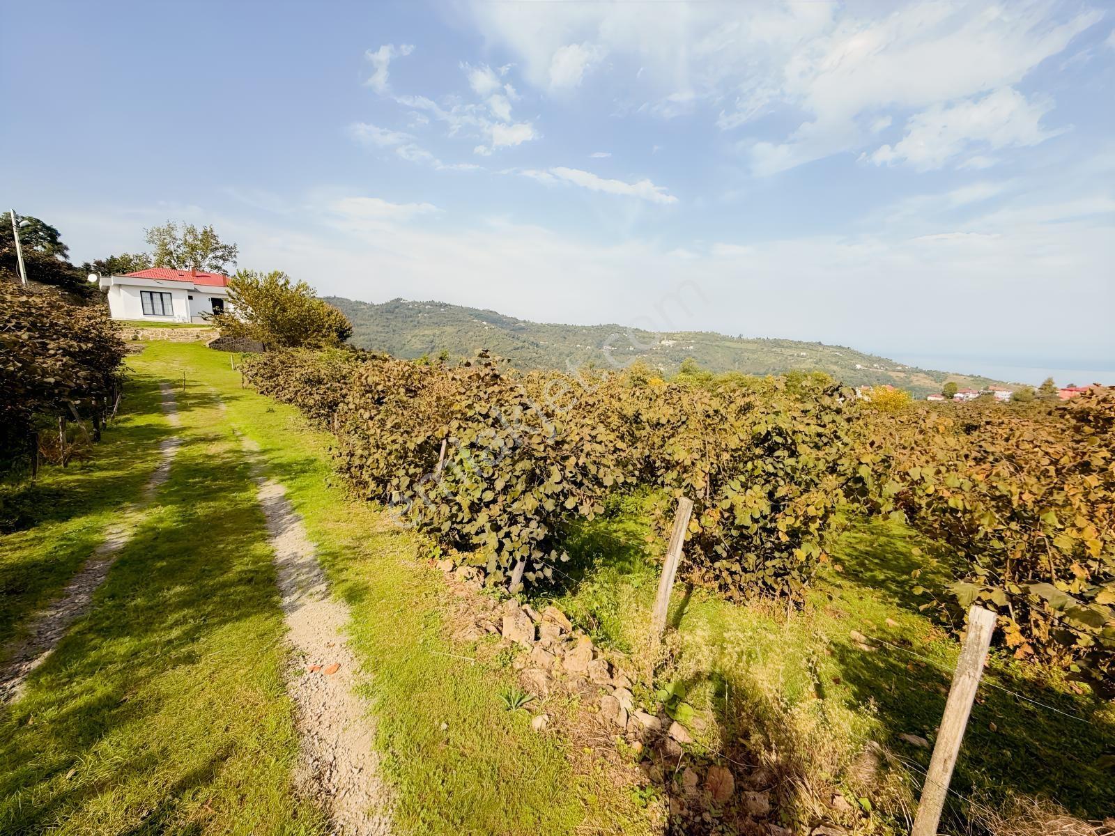 Ordu Perşembe Beylide Deniz Manzaralı 1.500 M² Satılık Arazi — fotoğraf 33