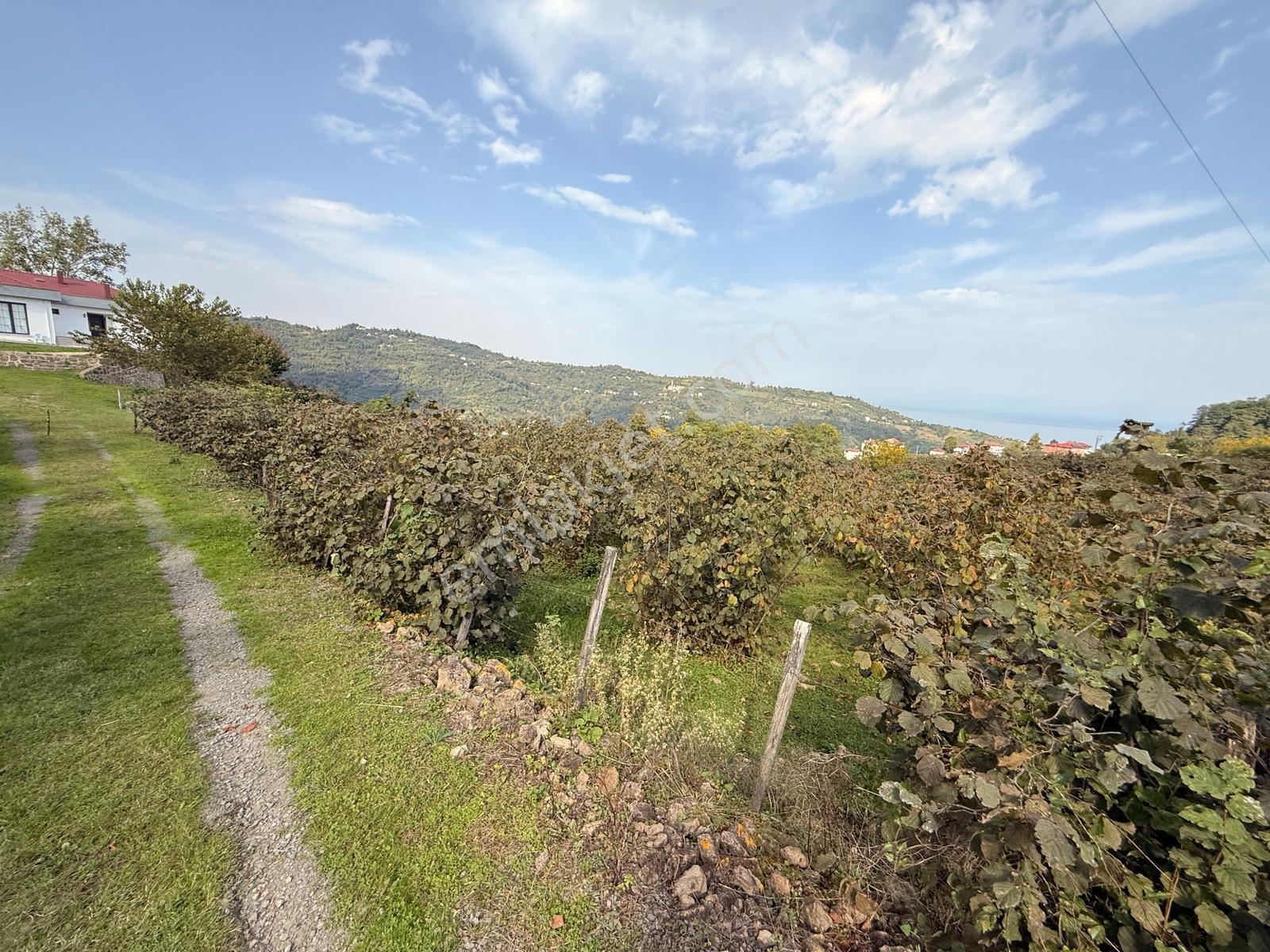 Ordu Perşembe Beylide Deniz Manzaralı 1.500 M² Satılık Arazi — fotoğraf 34