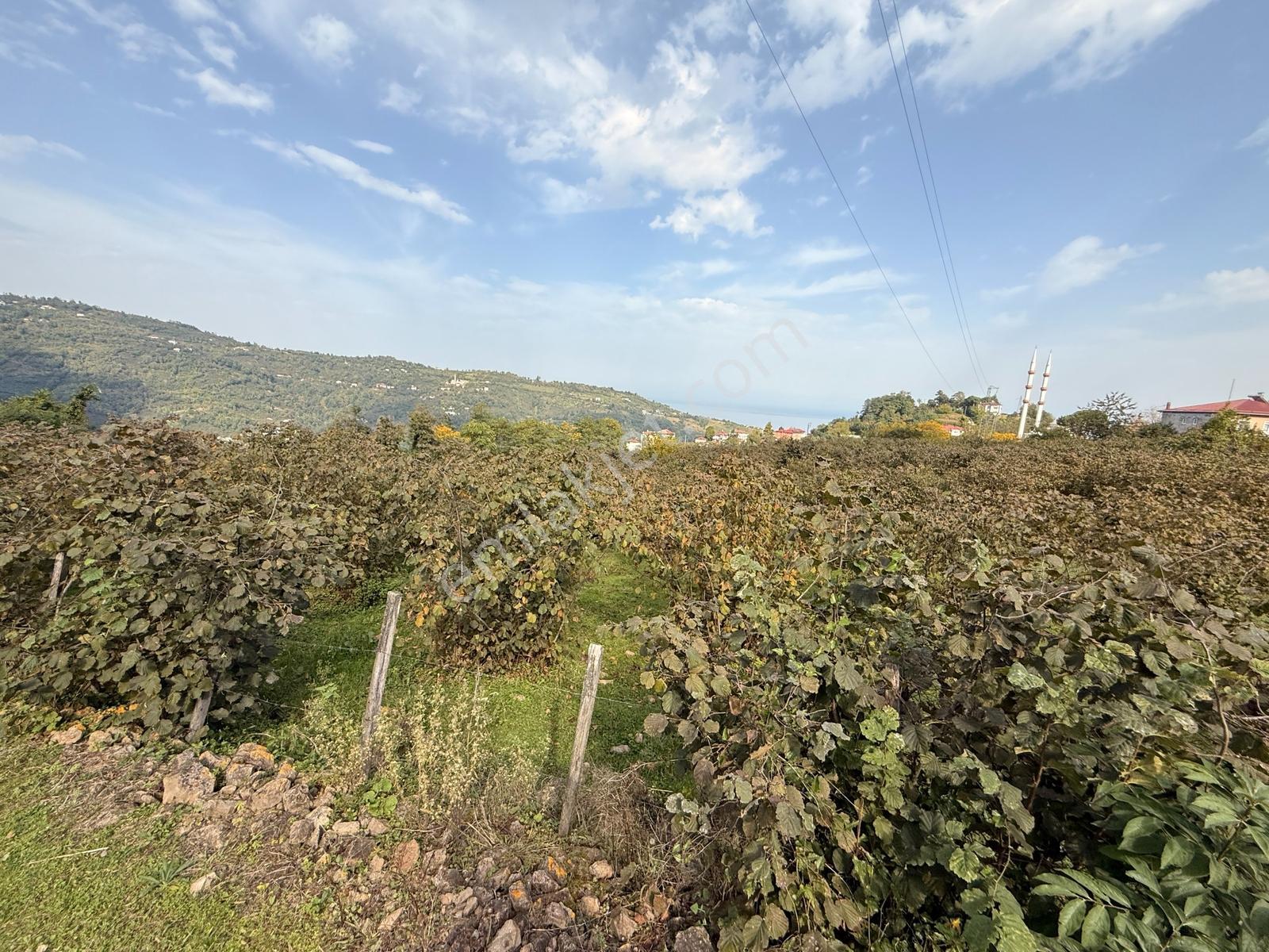 Ordu Perşembe Beylide Deniz Manzaralı 1.500 M² Satılık Arazi — fotoğraf 35