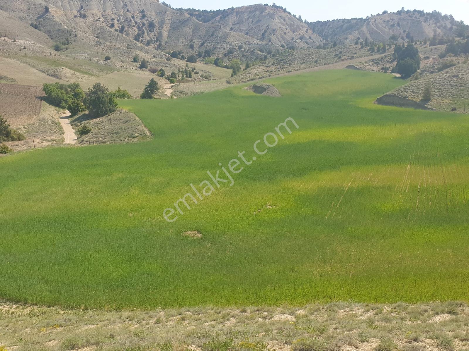Usta Gayrimenkul'den Acil Satılık Burdur Kemer'de 36.773 M2 — fotoğraf 8