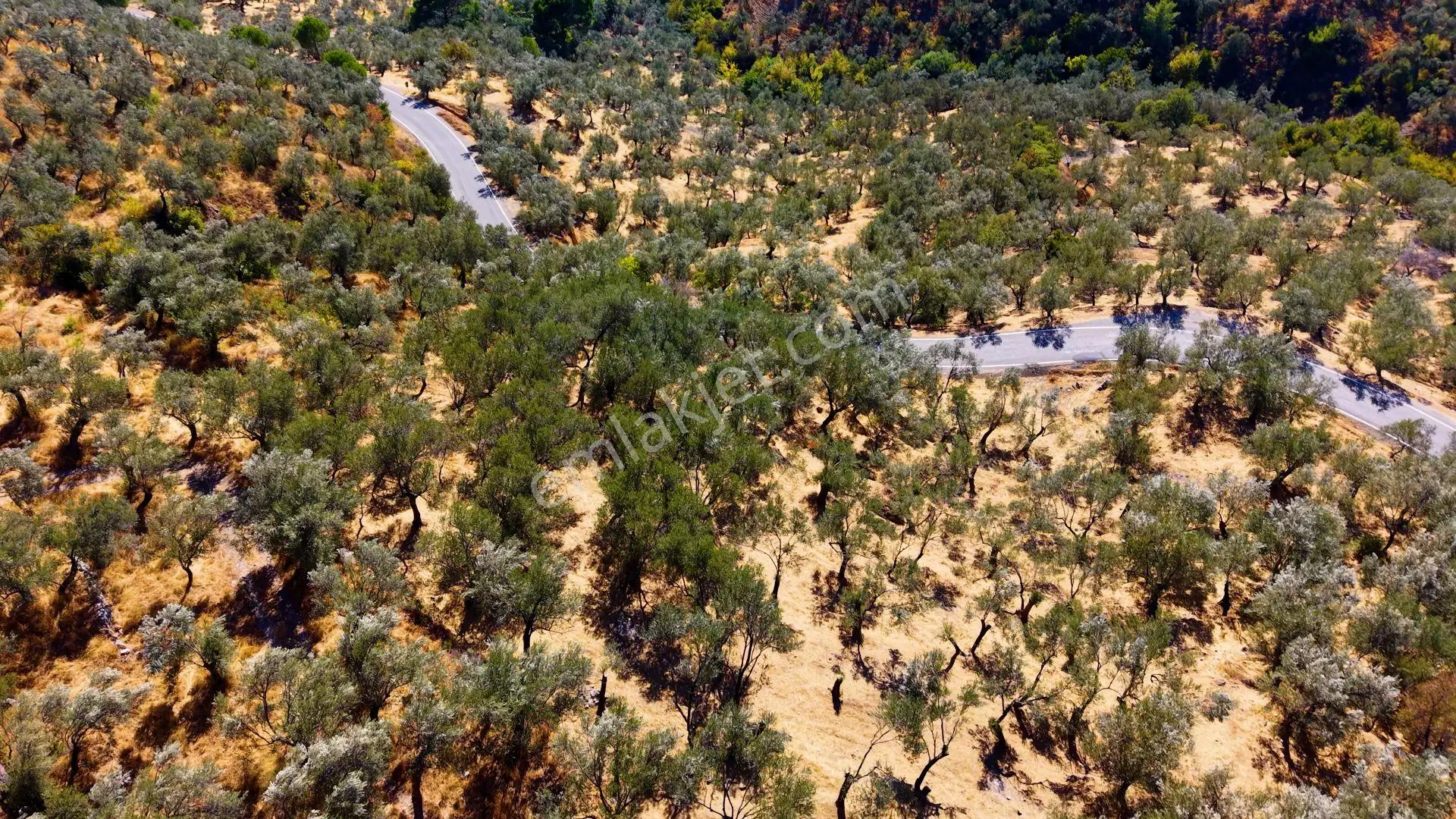Satılık Deniz Manzaralı Zeytinlik | Doyran Köy Yoluna Cepheli — fotoğraf 6
