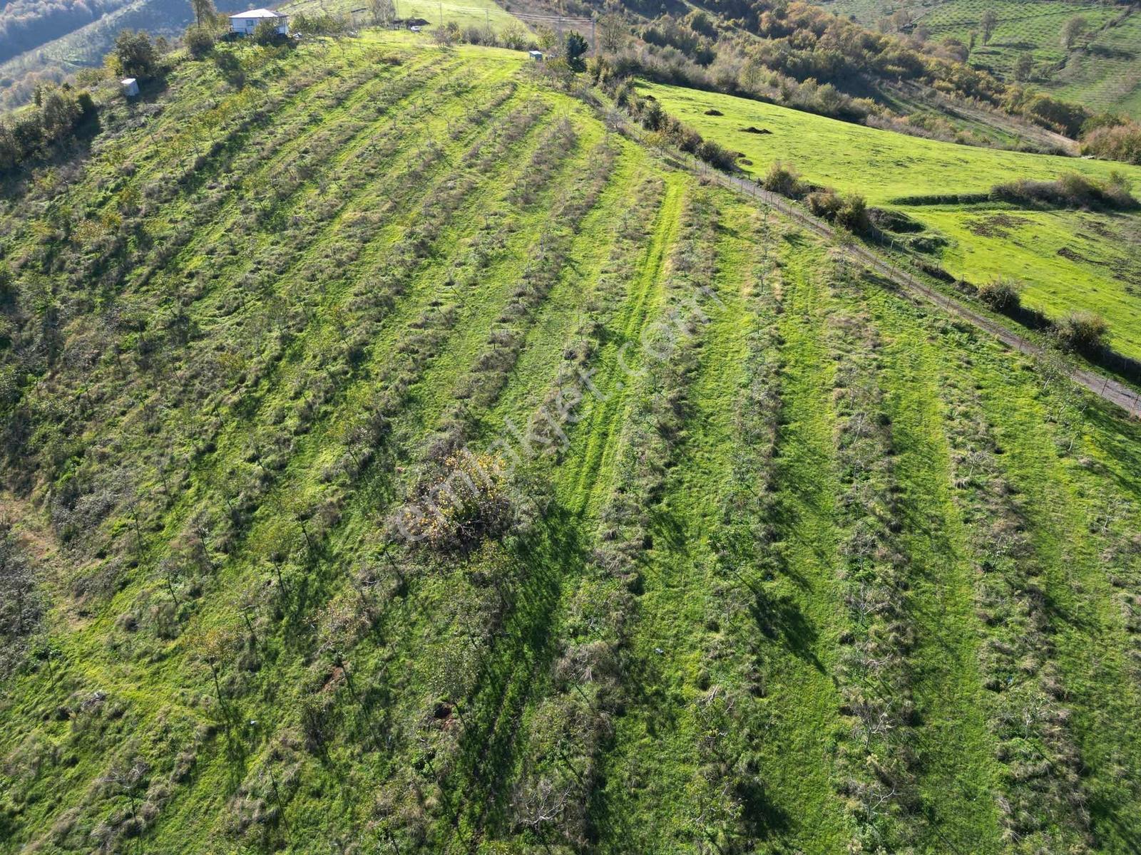 Bafra'da Satılık 70 Bin M2 Profosyonel Ceviz Ve Fındık Bahçesi — fotoğraf 3