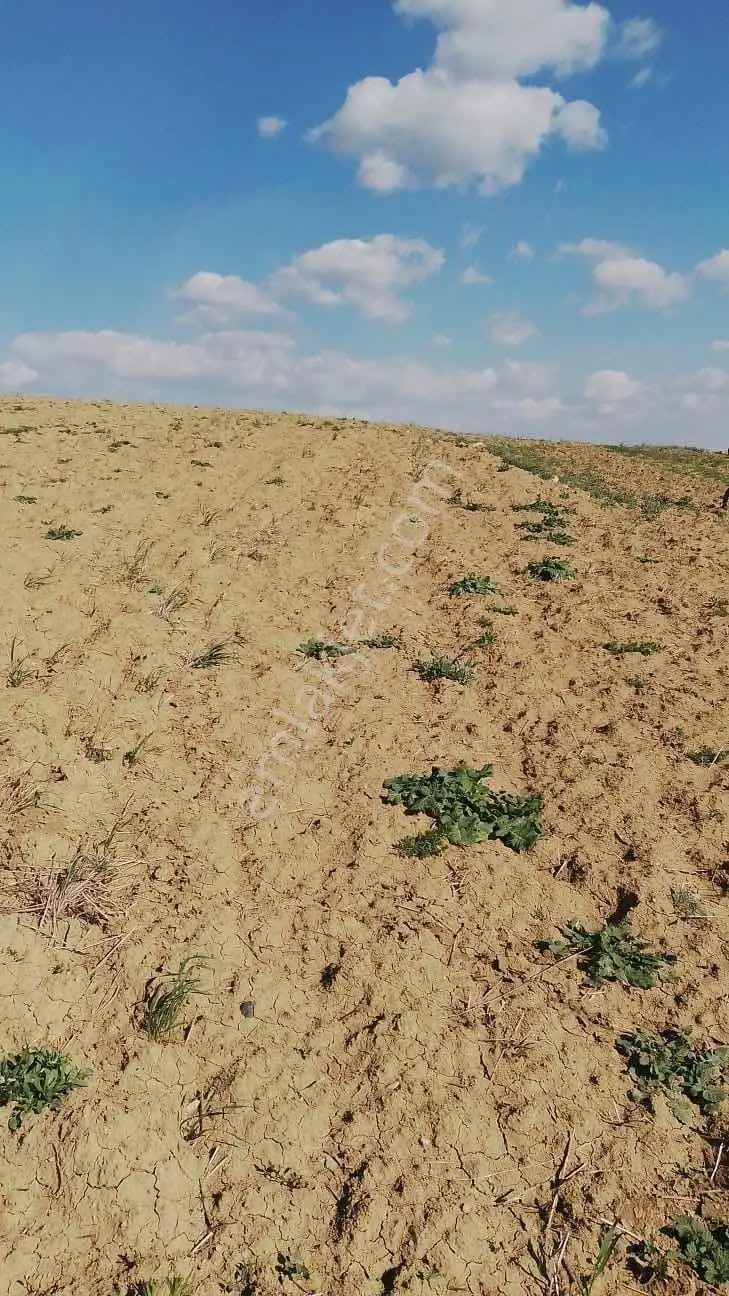 Polatlı Kargalıda Tek Tapu 17.360m2 Satılık Tarla — fotoğraf 3