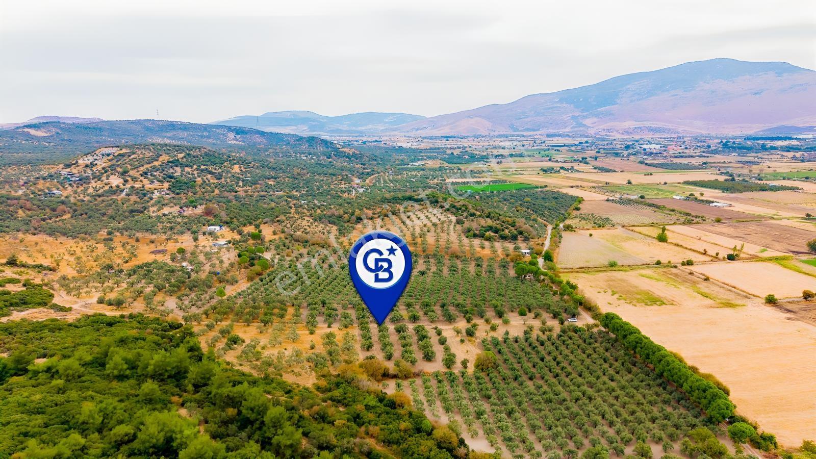 Aliağa Helvacıda Satılık 2.166 M² Zeytinli Tarla!