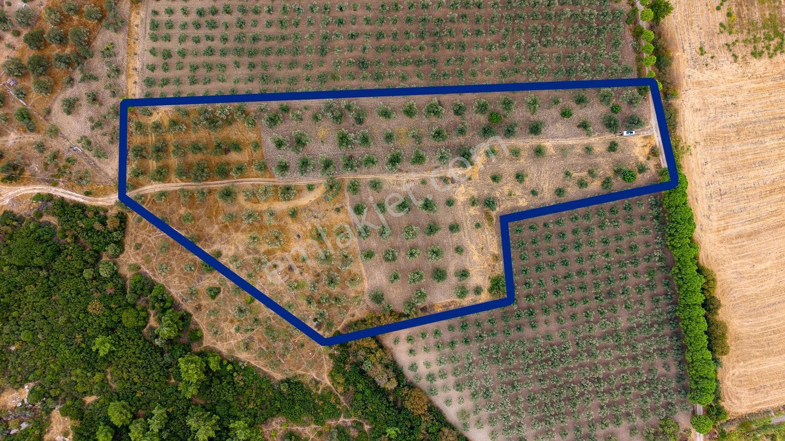 Aliağa Helvacıda Satılık 2.166 M² Zeytinli Tarla! — fotoğraf 2